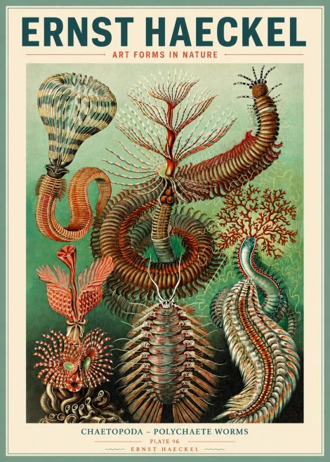 Ernst Haeckel Chaetopoda – Polychaete Worms No3 - Juliste
