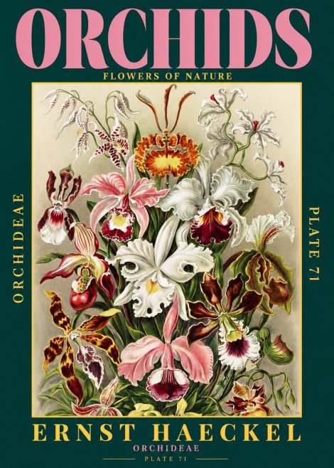 Ernst Haeckel Orchids No2 - Juliste