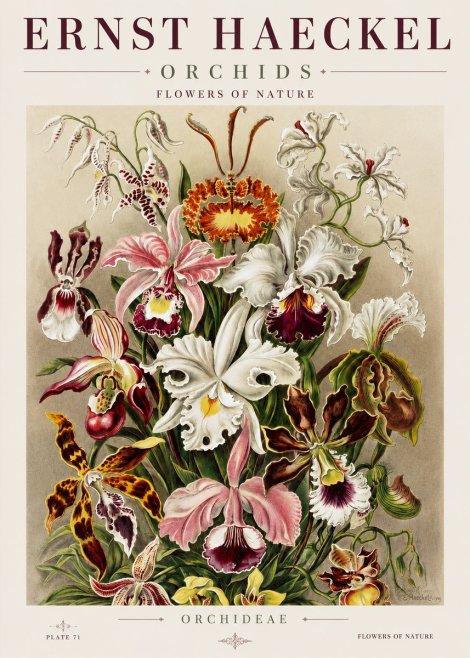 Ernst Haeckel Orchids No3 - Juliste