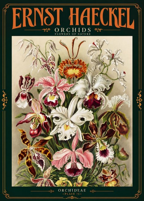 Ernst Haeckel Orchids No4 - Juliste