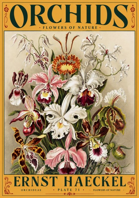 Ernst Haeckel Orchids No5 - Juliste