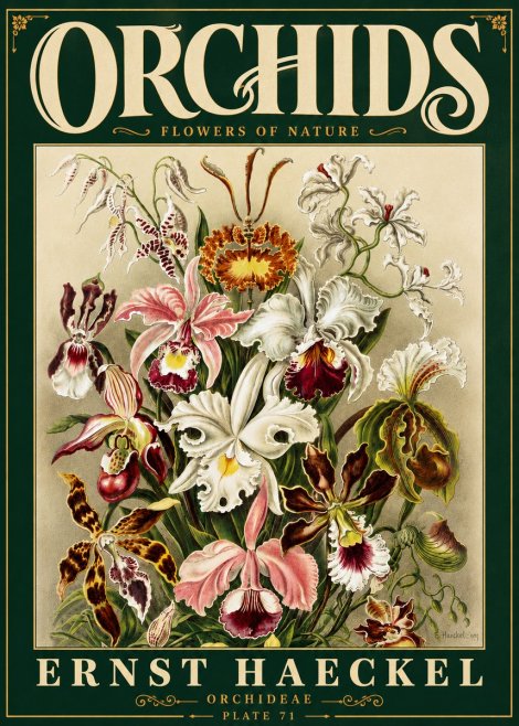 Ernst Haeckel Orchids No6 - Juliste