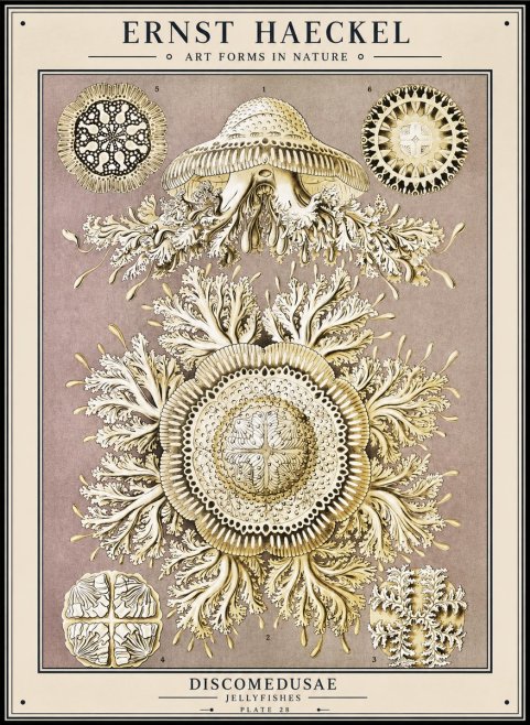 Ernst Haeckel Discomedusae No1 - Juliste