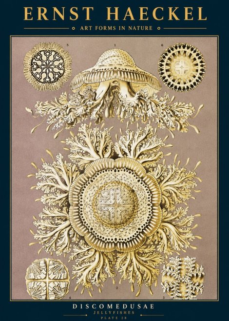 Ernst Haeckel Discomedusae No2 - Juliste