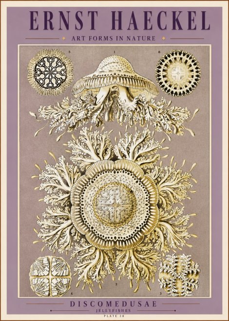 Ernst Haeckel Discomedusae No3 - Juliste