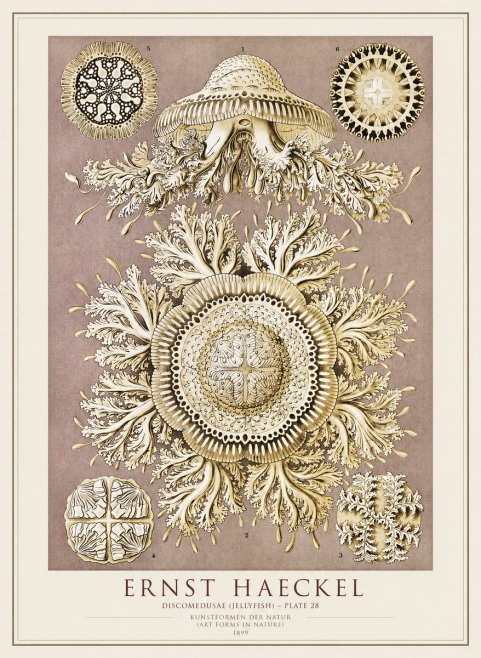 Ernst Haeckel Discomedusae No4 - Juliste