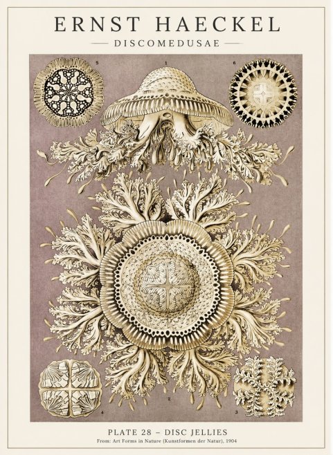 Ernst Haeckel Discomedusae No5 - Juliste