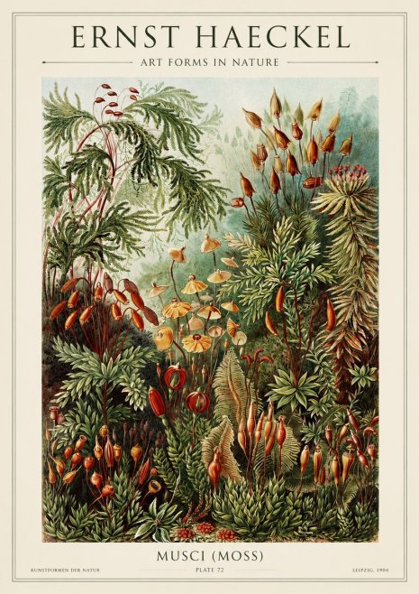 Ernst Haeckel Musci (Moss) No1 - Juliste