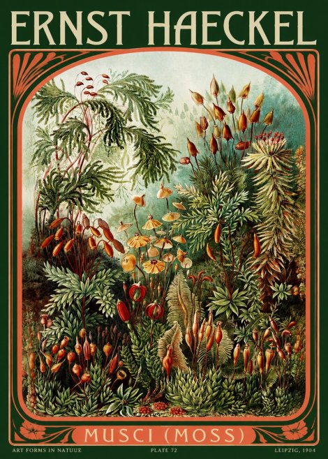 Ernst Haeckel Musci (Moss) No2 - Juliste