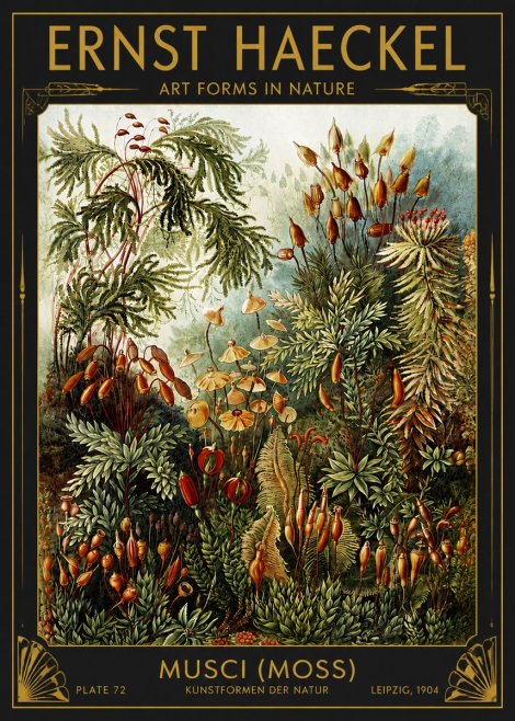 Ernst Haeckel Musci (Moss) No4 - Juliste