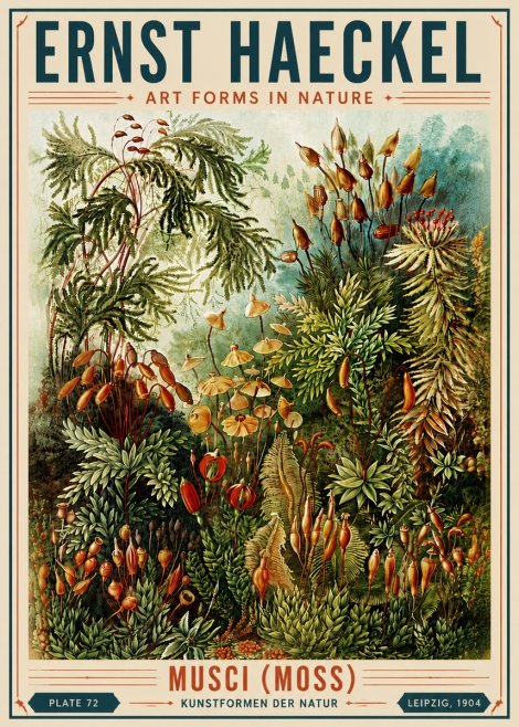Ernst Haeckel Musci (Moss) No6 - Juliste