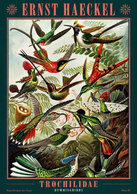 Ernst Haeckel Trochilidae - Hummingbirds No2 - Juliste