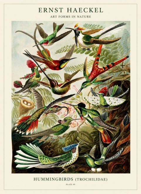 Ernst Haeckel Trochilidae - Hummingbirds No3 - Juliste