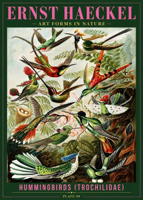 Ernst Haeckel Trochilidae - Hummingbirds No4 - Juliste