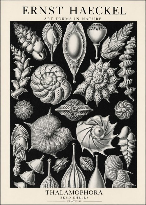 Ernst Haeckel Thalamophora No1 - Juliste