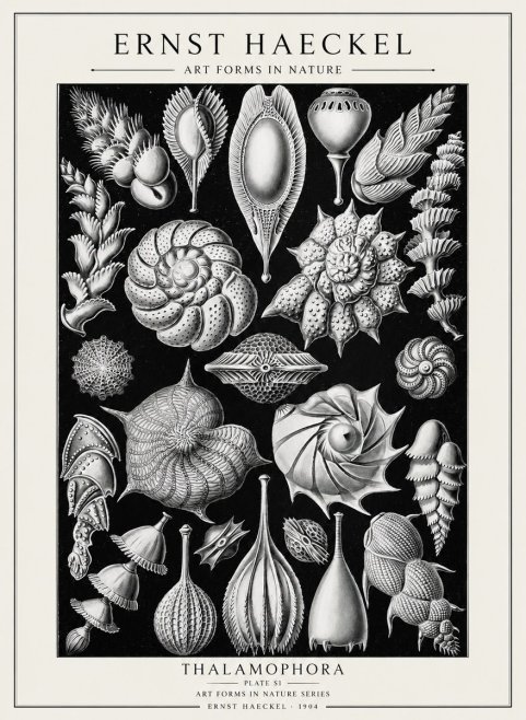 Ernst Haeckel Thalamophora No2 - Juliste