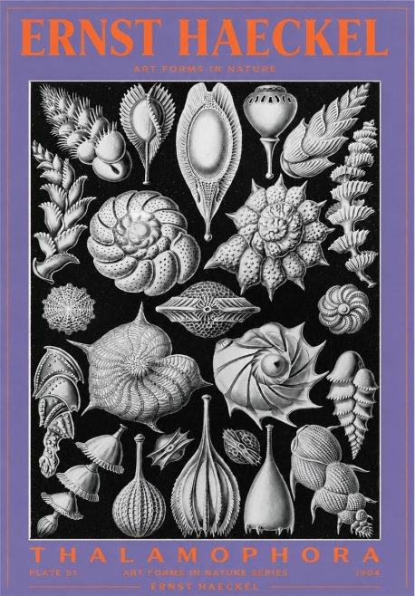 Ernst Haeckel Thalamophora No3 - Juliste