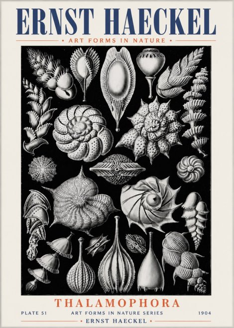 Ernst Haeckel Thalamophora No6 - Juliste