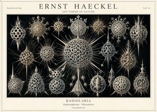 Ernst Haeckel Radiolaria No1 - Juliste