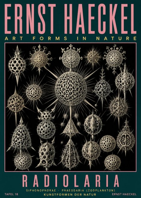 Ernst Haeckel Radiolaria No5 - Juliste