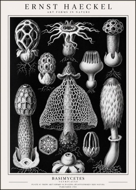 Ernst Haeckel Basimycetes Agaricales No1 - Juliste