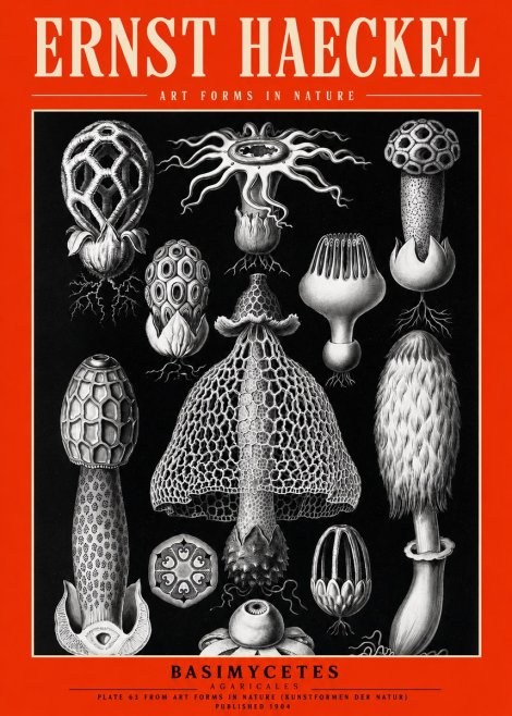 Ernst Haeckel Basimycetes Agaricales No2 - Juliste