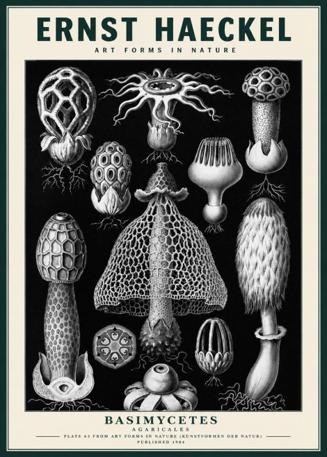 Ernst Haeckel Basimycetes Agaricales No3 - Juliste