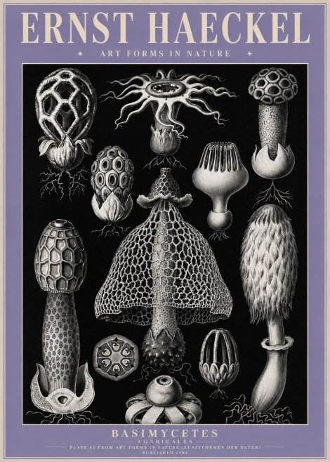 Ernst Haeckel Basimycetes Agaricales No4 - Juliste