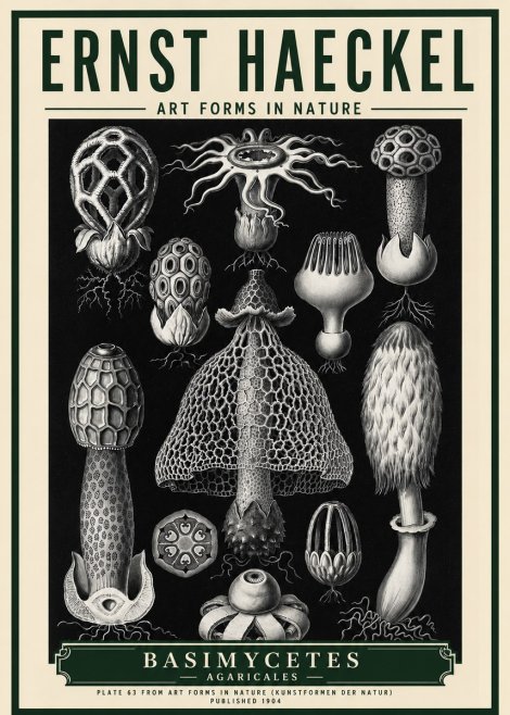 Ernst Haeckel Basimycetes Agaricales No5 - Juliste
