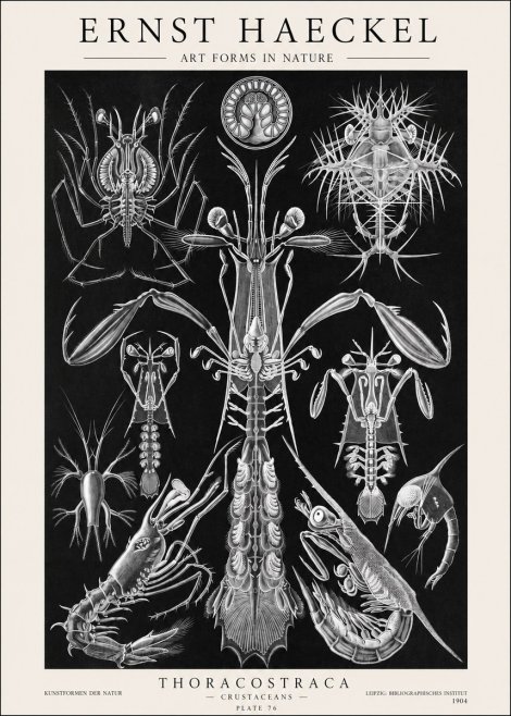 Ernst Haeckel Thoraocostraca - Crustaceans - Plate 76 No1 - Juliste