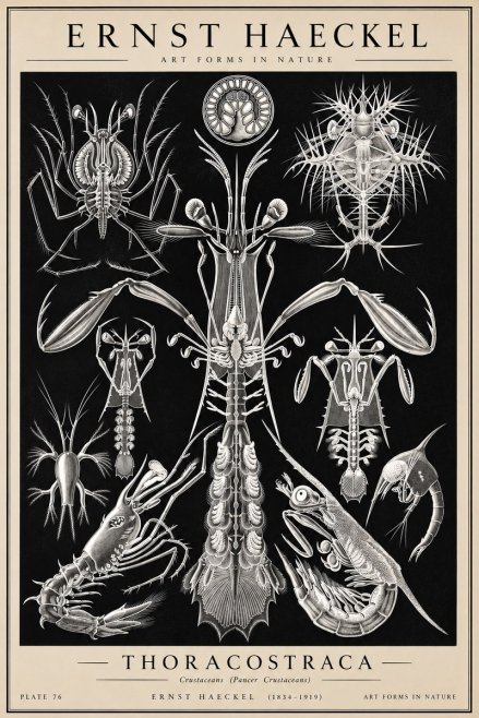Ernst Haeckel Thoraocostraca - Crustaceans - Plate 76 No2 - Juliste