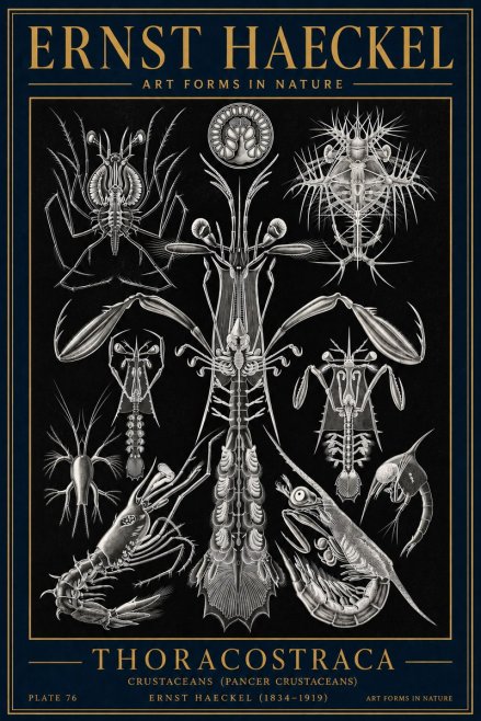 Ernst Haeckel Thoraocostraca - Crustaceans - Plate 76 No4 - Juliste