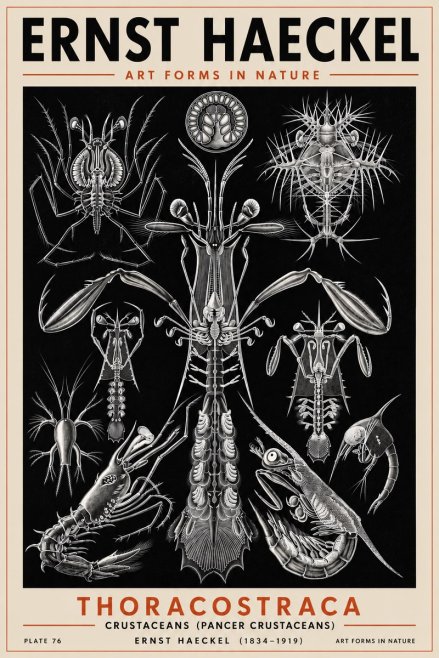 Ernst Haeckel Thoraocostraca - Crustaceans - Plate 76 No5 - Juliste