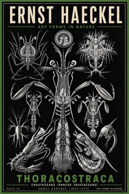 Ernst Haeckel Thoraocostraca - Crustaceans - Plate 76 No6 - Juliste