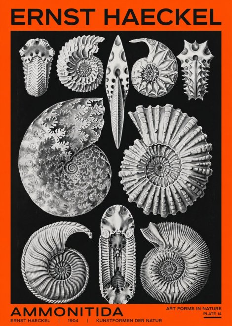 Ernst Haeckel Ammonitida - Ammonites No2 - Juliste
