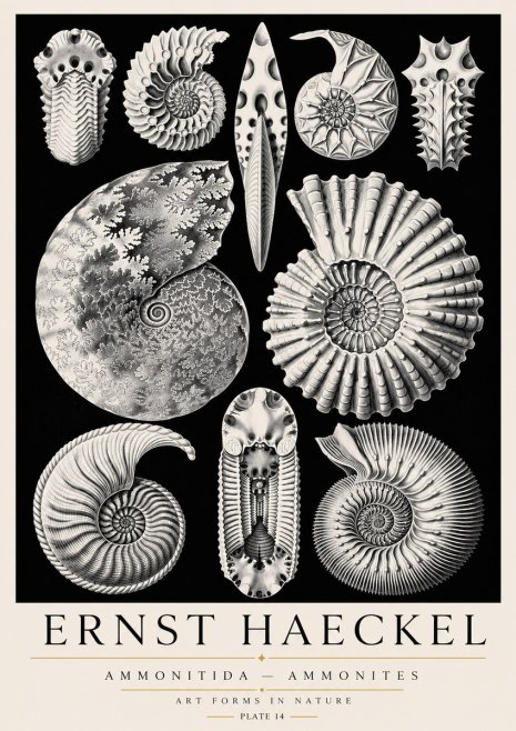 Ernst Haeckel Ammonitida - Ammonites No3 - Juliste