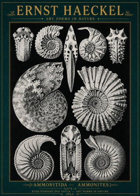 Ernst Haeckel Ammonitida - Ammonites No4 - Juliste