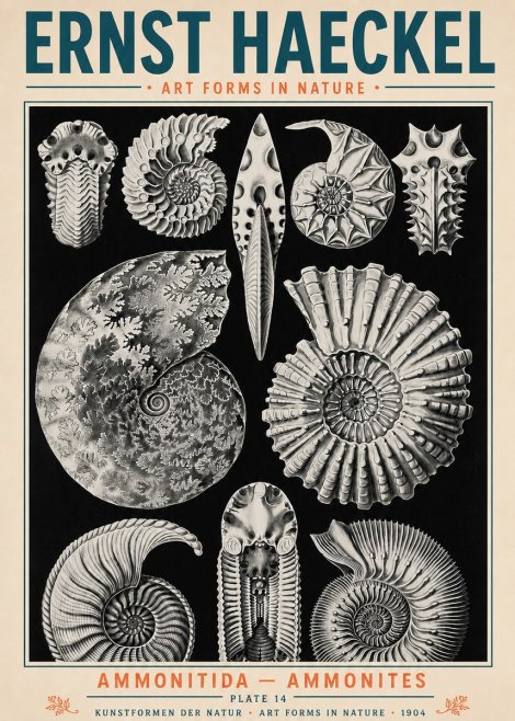 Ernst Haeckel Ammonitida - Ammonites No5 - Juliste
