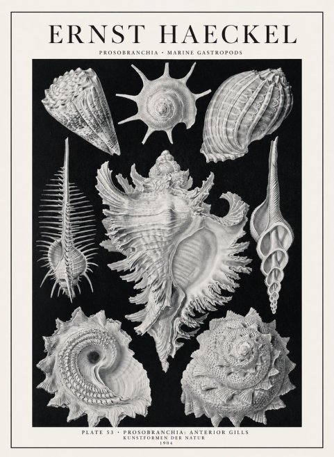 Ernst Haeckel Prosobranchia - Marine Gastropods No1 - Juliste