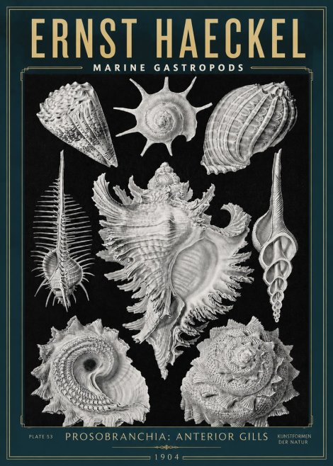 Ernst Haeckel Prosobranchia - Marine Gastropods No3 - Juliste