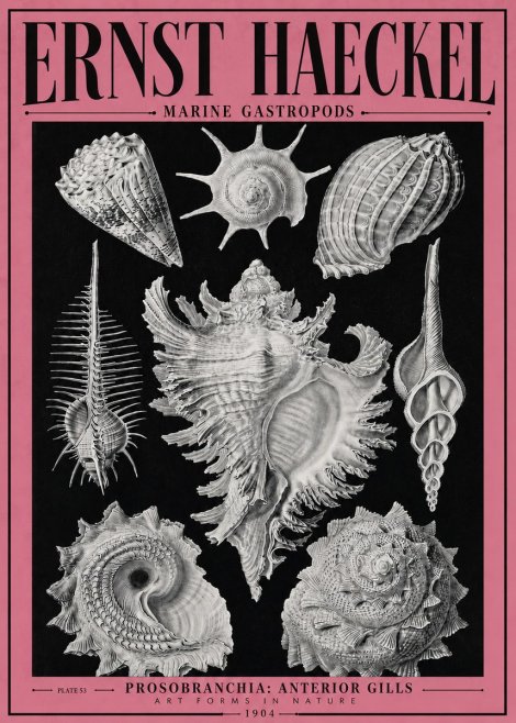 Ernst Haeckel Prosobranchia - Marine Gastropods No4 - Juliste