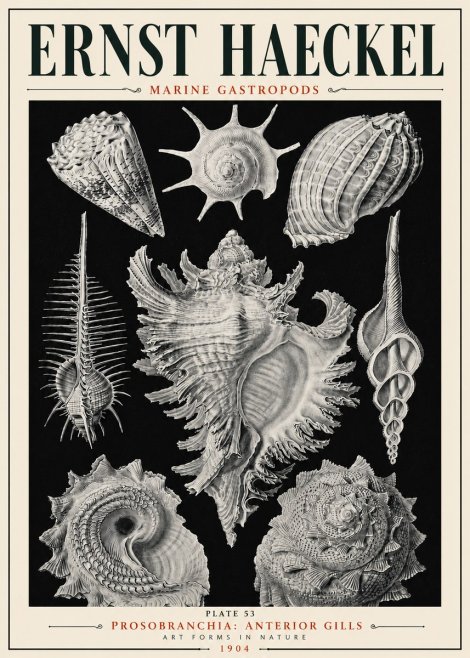 Ernst Haeckel Prosobranchia - Marine Gastropods No6 - Juliste