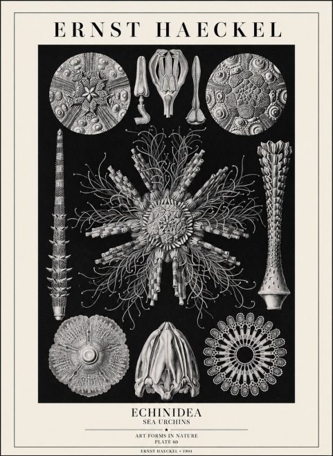 Ernst Haeckel Echinidea Sea Urchins No1 - Juliste