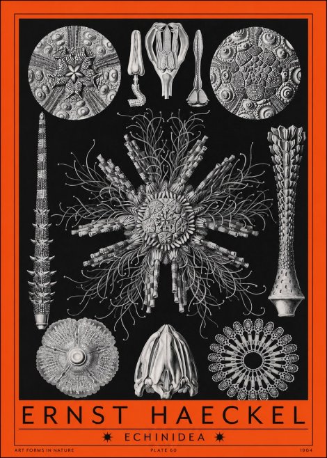 Ernst Haeckel Echinidea Sea Urchins No2 - Juliste