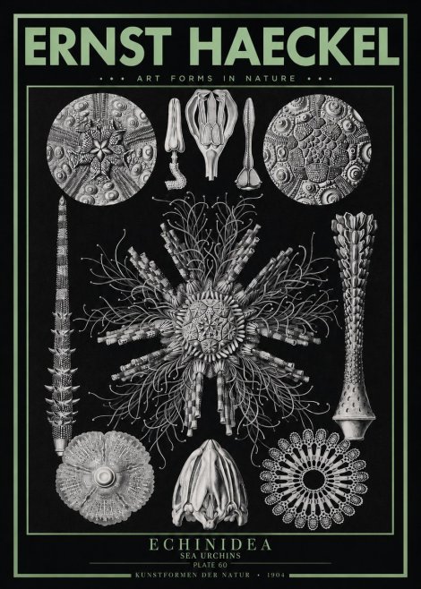 Ernst Haeckel Echinidea Sea Urchins No3 - Juliste