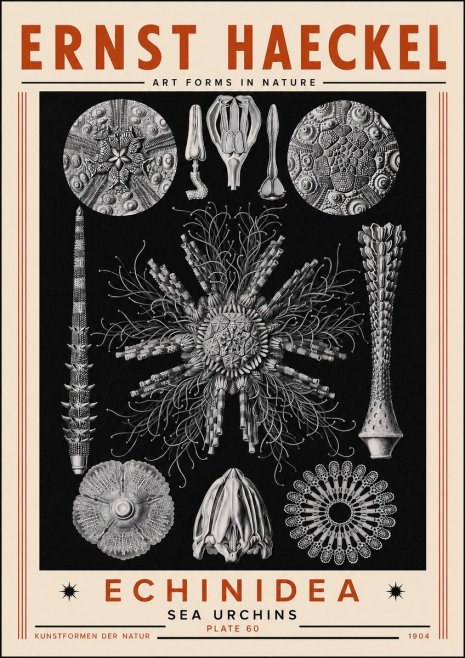 Ernst Haeckel Echinidea Sea Urchins No5 - Juliste