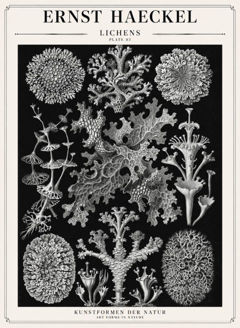 Ernst Haeckel Lichens - Plate 83 No1 - Juliste