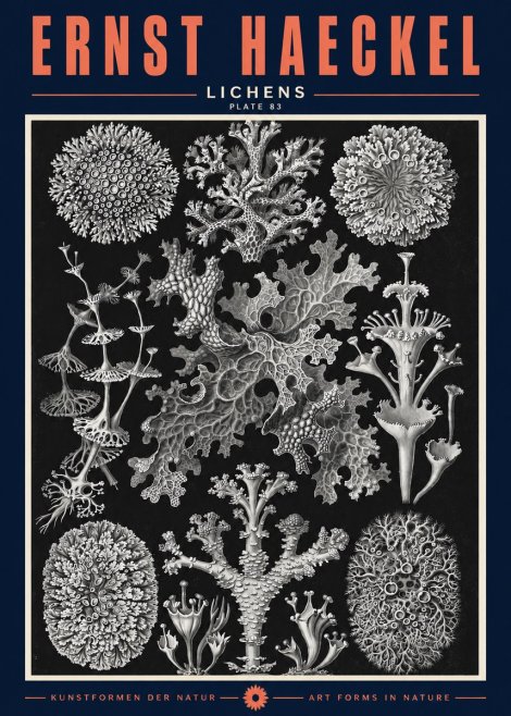 Ernst Haeckel Lichens - Plate 83 No2 - Juliste