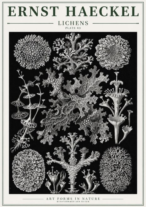Ernst Haeckel Lichens - Plate 83 No3 - Juliste