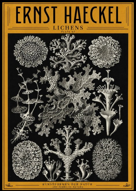 Ernst Haeckel Lichens - Plate 83 No4 - Juliste